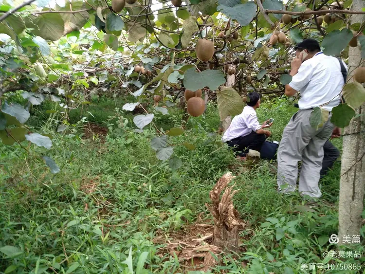 中国猕猴桃产业的发祥地